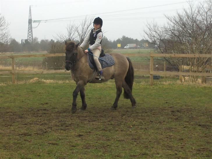 Anden særlig race apollon (solgt) - Ridder.  Rytter:Kristine, Ejer 08 billede 10