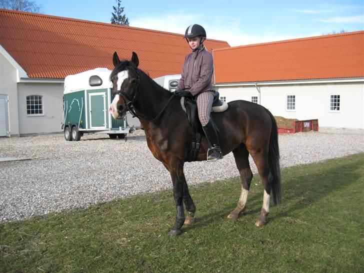 DSP Lintrupgaards FabianSolgt billede 4