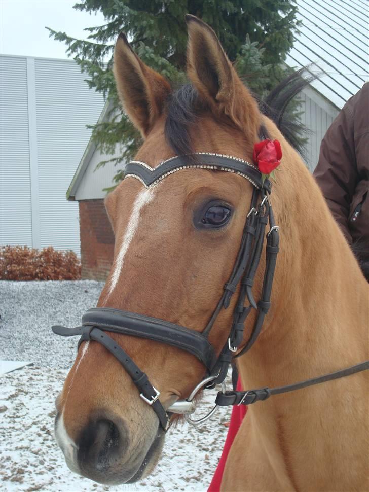 Anden særlig race Miss starlight regina - SOLGT - Lækker hyps! billede 1