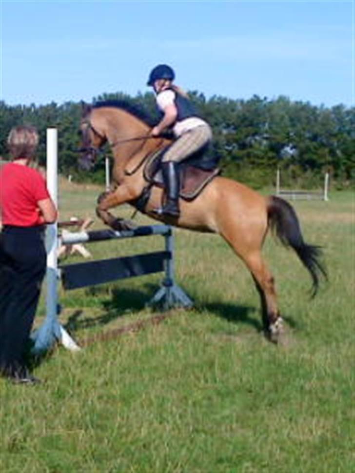 Anden særlig race Miss starlight regina - SOLGT - springer 1 meter. billede 3