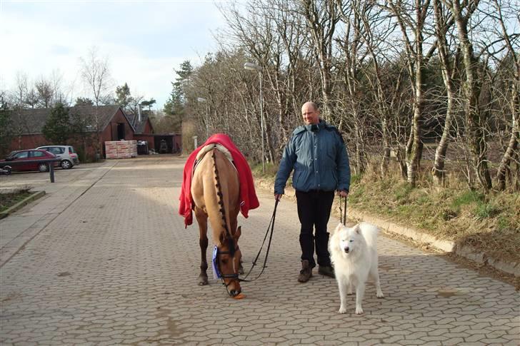 Anden særlig race Miss starlight regina - SOLGT - min pony, min far og min hund billede 7