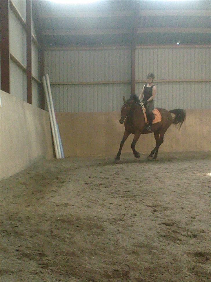 Dansk Varmblod LYKKEHØJS  LUIGI  "SOLGT - se hvor fin jeg er blevet juli 2008  foto taget af Sascha 8 år Nicole´s lillesøstere billede 16