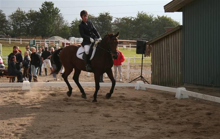 Dansk Varmblod LYKKEHØJS  LUIGI  "SOLGT - stævne i ringsted billede 18