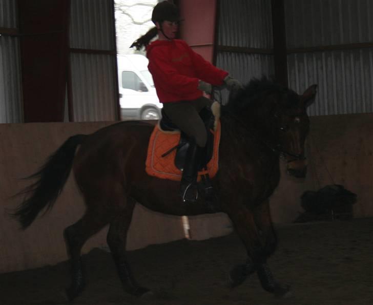 Dansk Varmblod LYKKEHØJS  LUIGI  "SOLGT - taget d 31/12-08 af Nicole billede 19