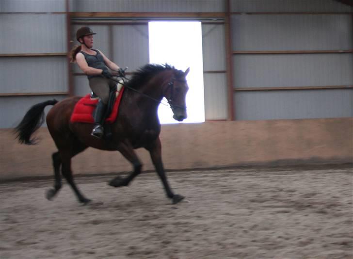 Dansk Varmblod LYKKEHØJS  LUIGI  "SOLGT - sommeren 2008 billede 20