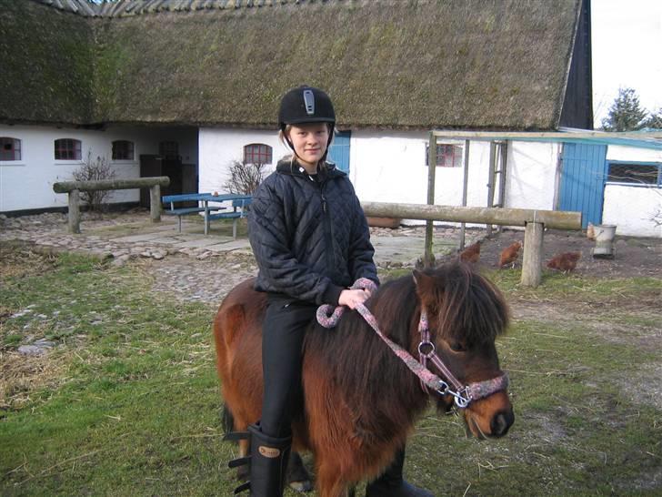 Shetlænder Nullermand<3 Mit Savn )': - migh og mulle billede 8