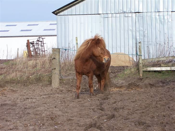 Islænder freyja frá Akureyri billede 11