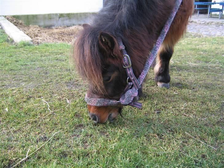 Shetlænder Nullermand<3 Mit Savn )': - Nuller spiser<´3 billede 11