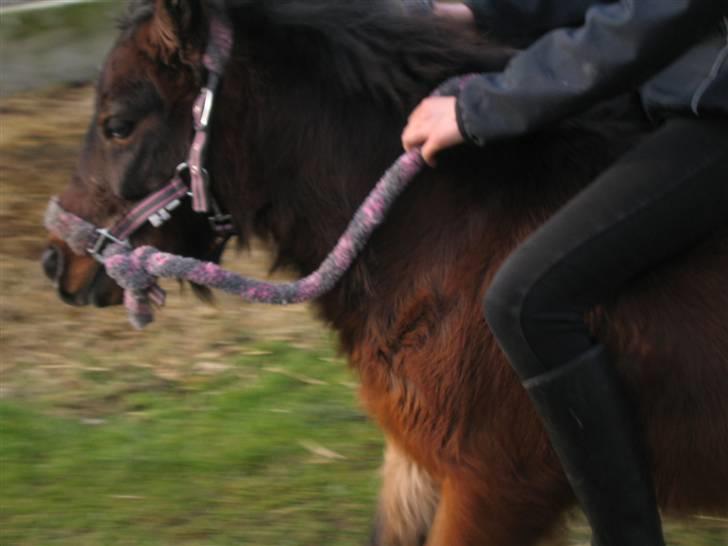 Shetlænder Nullermand<3 Mit Savn )': - Nuller og Maja i Fuld fart. Hehe<3 billede 12