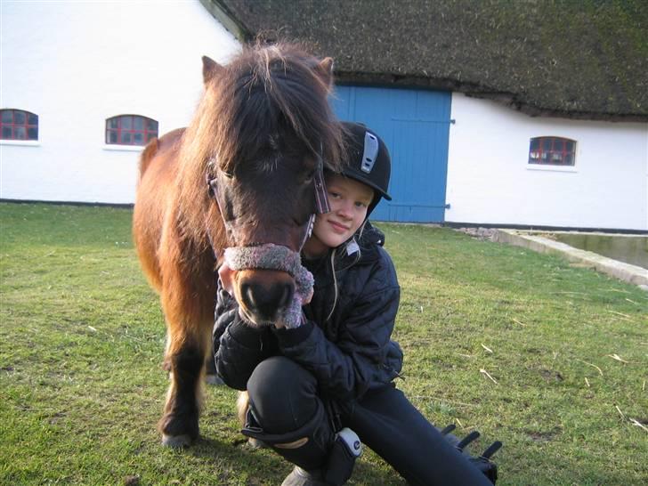 Shetlænder Nullermand<3 Mit Savn )': - Er han ikk sød?? billede 14