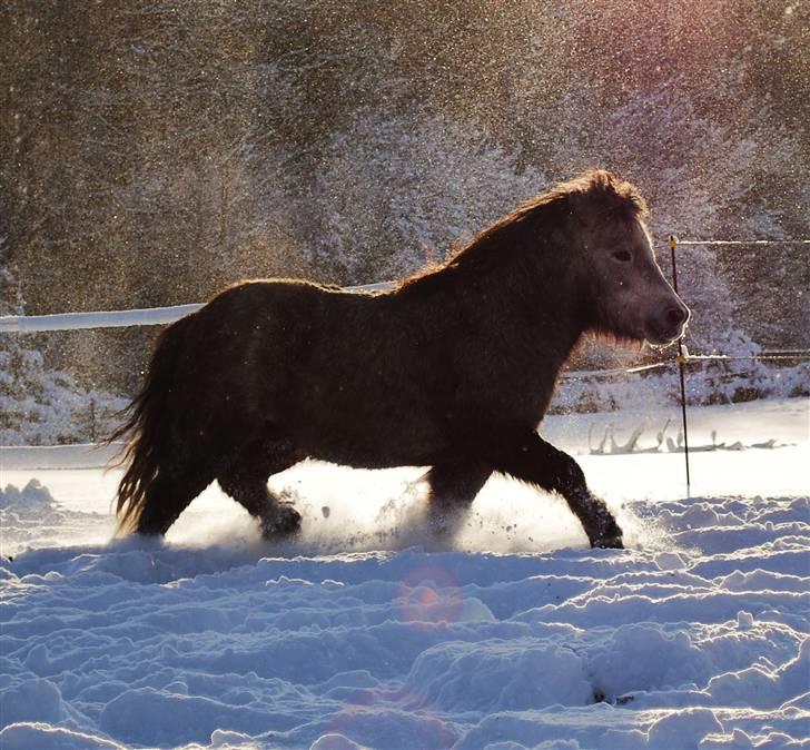 Shetlænder Rolighedens Turbo Frederik - December o9 billede 8