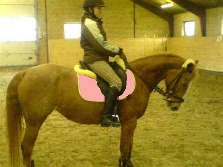 Hollandsk Sportspony caya - går noget bedre med dressur. billede 6