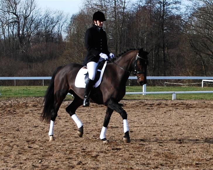 Dansk Varmblod Hønnerups Acetat RDH billede 9