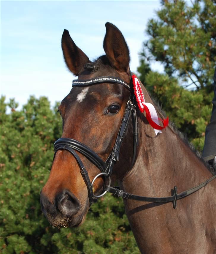 Dansk Varmblod Hønnerups Acetat RDH billede 10