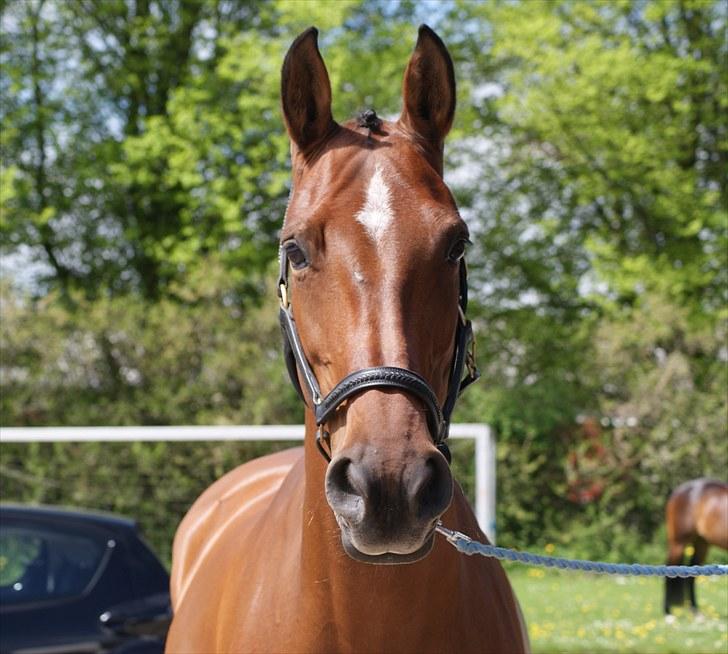 Dansk Varmblod Athene K - Solgt - Athenes fantastiske hovede, til stævne den 23 maj 2010 :D Fotograf: Søs Quiel billede 7