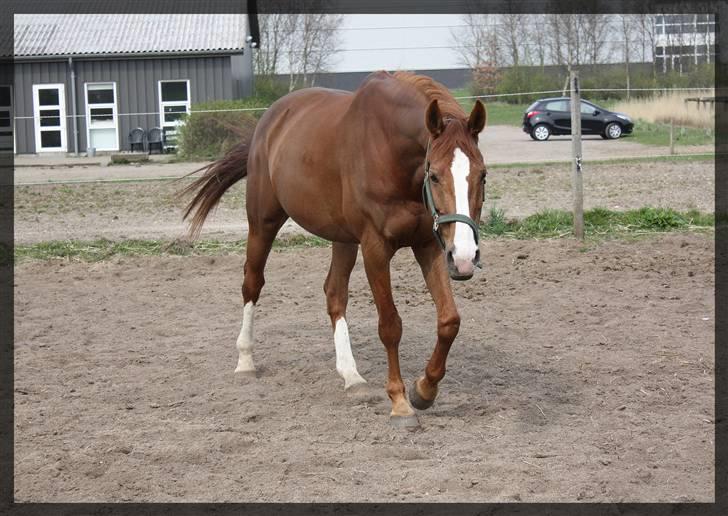 Dansk Varmblod | Fiona - (ikke min mere) - 4 - En glad imødegående hest på sandfold <3 Foto; Mig selv billede 4