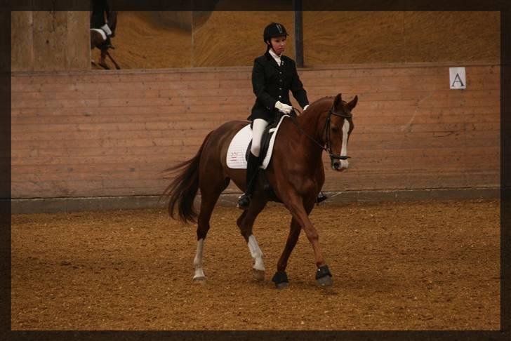 Dansk Varmblod | Fiona - (ikke min mere) - 8 - Fiona og jeg til stævne på HOKR - LA1 :) Foto; Janni  billede 8