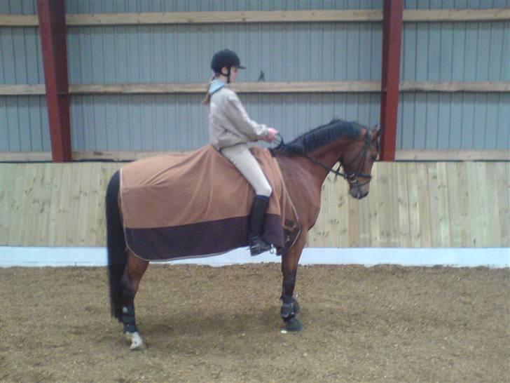 Dansk Varmblod Aurora -min prinsesse- tidligere hest - paraaaade! billede 5