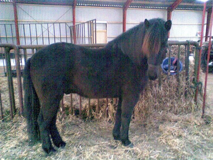 Islænder Hördur Fra Guldbæk - i boksen dagen efter hjemkomsten billede 1