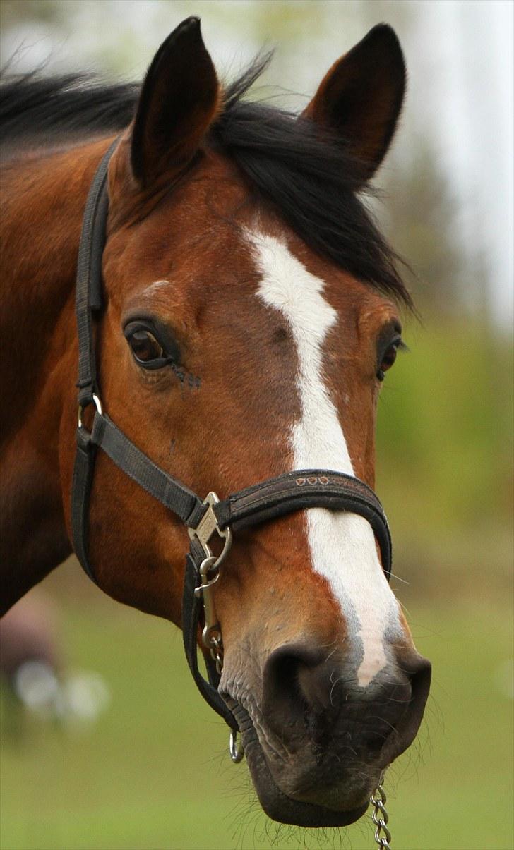 Fransk Halvblod Edimbourg D'aillon - sommer 2010 billede 1