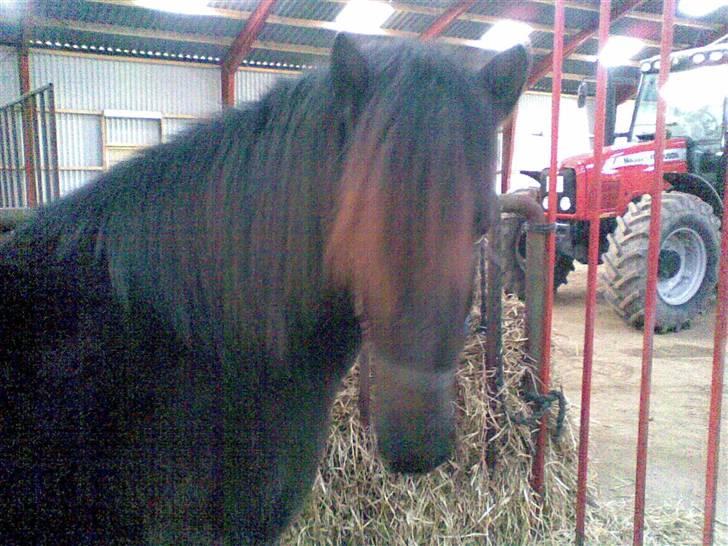 Islænder Hördur Fra Guldbæk - endnu et mobilbilled af min lille ismule billede 2