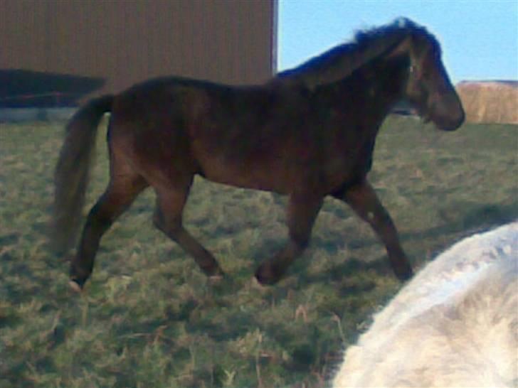 Islænder Hördur Fra Guldbæk - stå nu stille billede 3