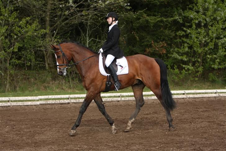 Fransk Halvblod Edimbourg D'aillon - Morsø 2008 La2 schenkelvigning i trav :) billede 6