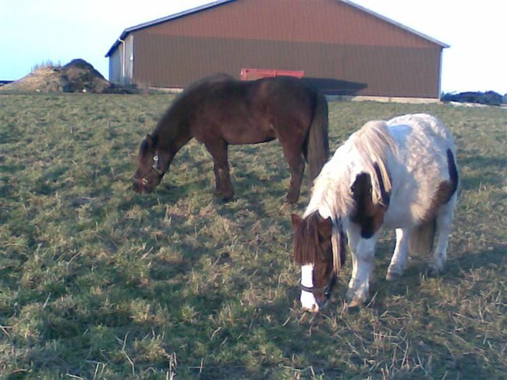 Islænder Hördur Fra Guldbæk - dagen efter hjemkomst, på fold med tykke billede 4