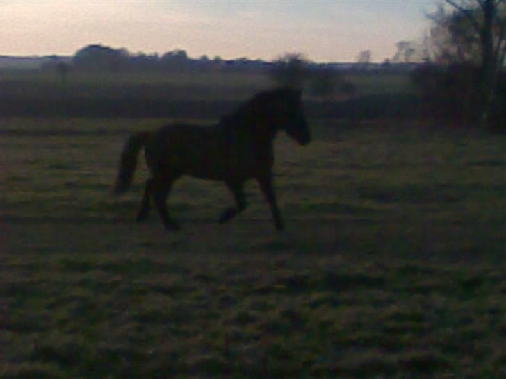 Islænder Hördur Fra Guldbæk - "wauwben kæmpe fold, men hvem har spist græsset?" billede 5