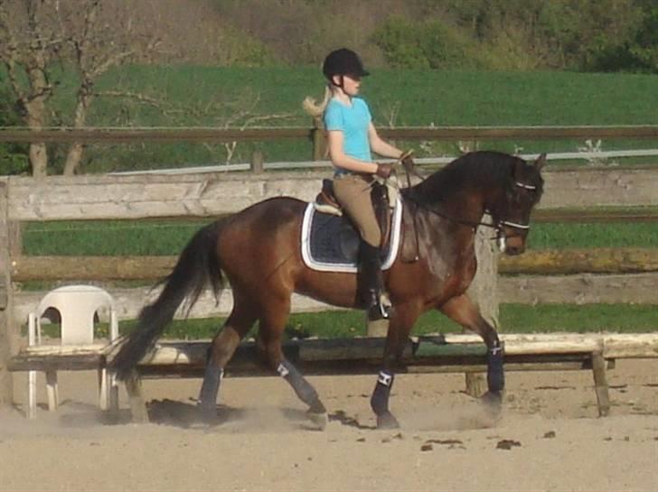 DSP Krogårdens Hunter billede 7