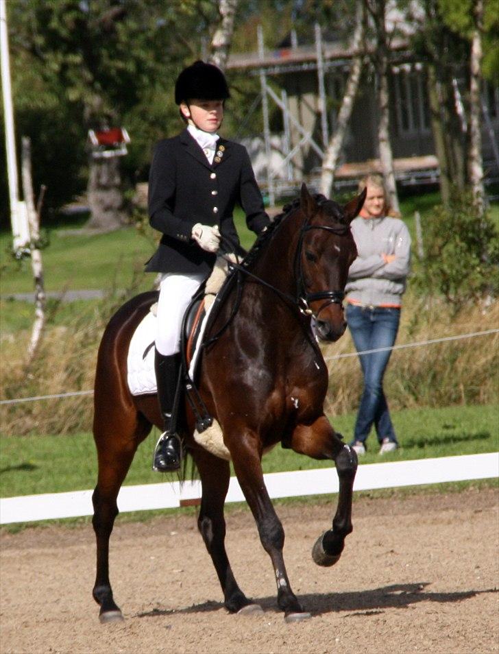 DSP Krogårdens Hunter - DM for hold 2009 billede 9