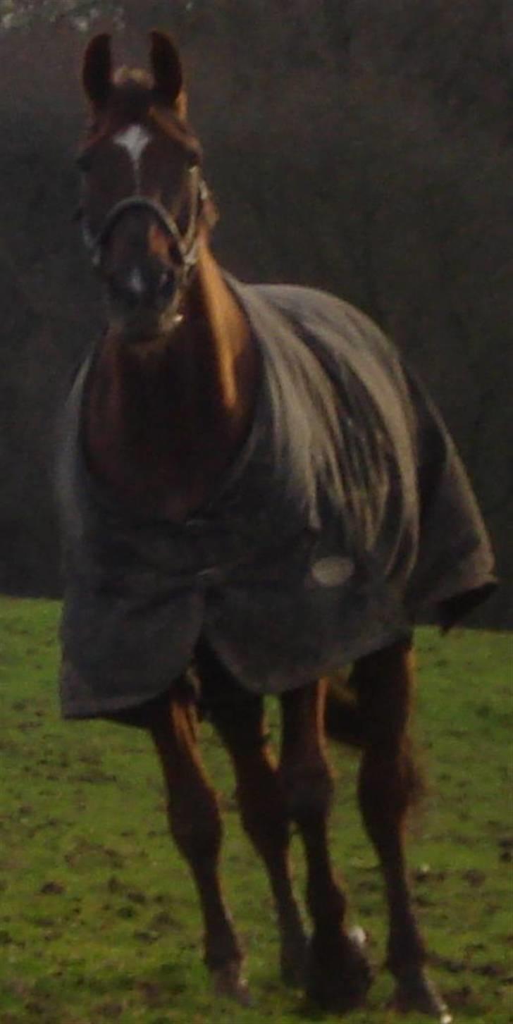 Svensk Varmblod Larkando Monet - lidt sløret. Men shit hvor er han fin! billede 6