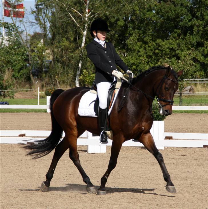 DSP Krogårdens Hunter - PRT ved DM for hold i Bogø billede 13