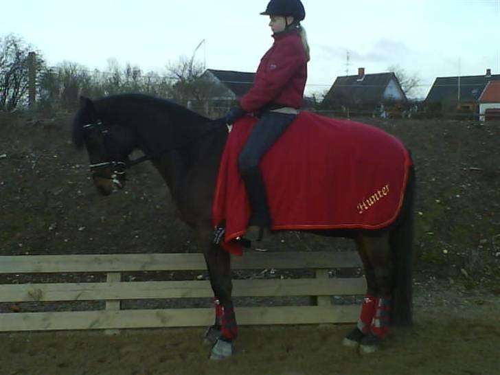 DSP Krogårdens Hunter billede 14