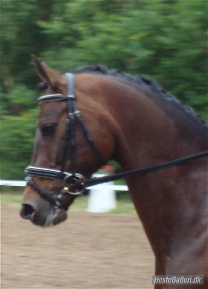 DSP Krogårdens Hunter billede 17