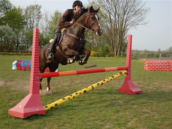 New Forest Valkenhoeve's Zoë - Seeeje Zoë :D:D <3 JEG SAVNER DIG! Foto: Simone Lykke Hansen. billede 15