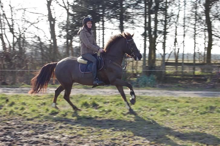 New Forest Valkenhoeve's Zoë - Galop (: JEG SAVNER DIG! Foto: Simone Lykke Hansen. billede 18