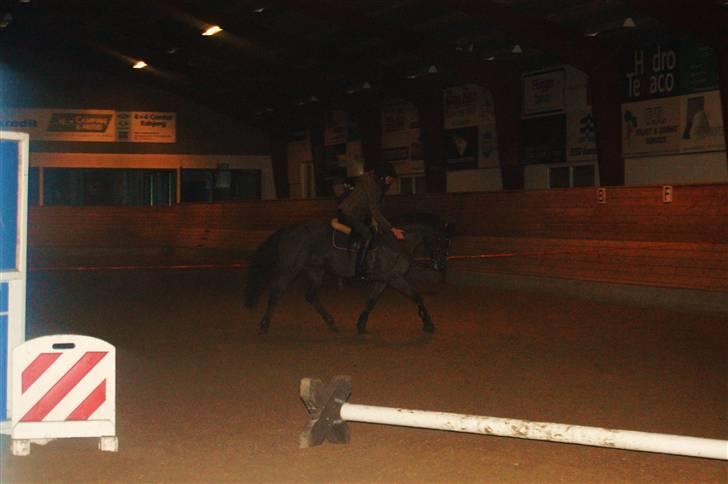 New Forest Valkenhoeve's Zoë - Fordi Zoë er perfekt :) <3 JEG SAVNER DIG! Foto: Henriette Visby billede 19