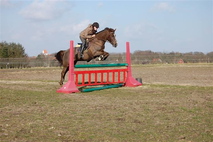 New Forest Valkenhoeve's Zoë - Træning hjemme d. 30/3-09 :) JEG SAVNER DIG! Foto: Simone Lykke Hansen. billede 20