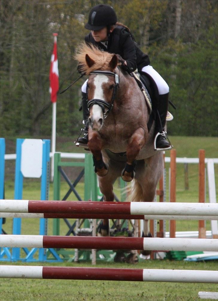 Anden særlig race Mario - LB på mors :) billede 6