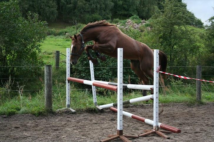 Dansk Varmblod Last Lya - Løsspring 2010 (: billede 9