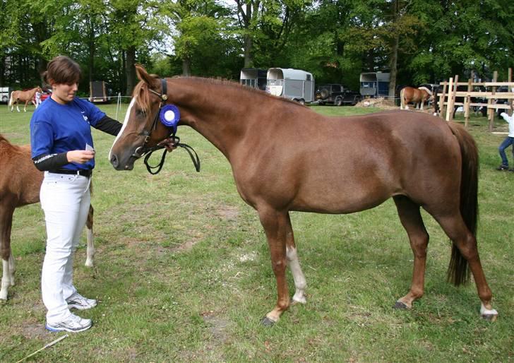 Arabisk fuldblod (OX) A/g's jet'aime ox - Jet´aime , 16.05.09, til Fjerritslev Dyrskue, fik 23 point + ærespræmie billede 1