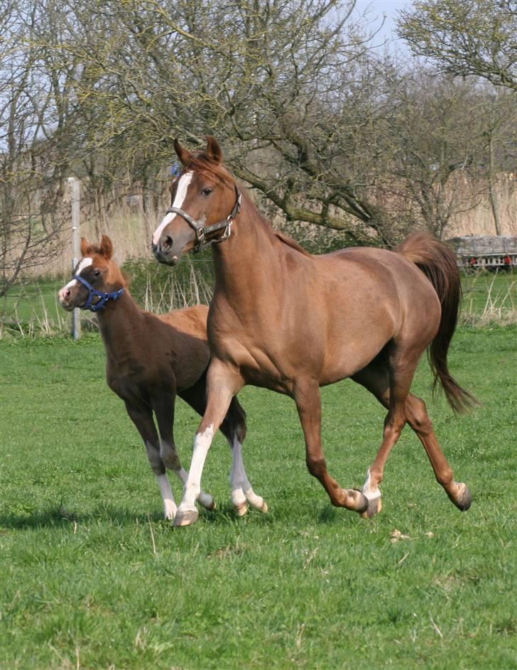 Arabisk fuldblod (OX) A/g's jet'aime ox - Jet´aime,17.04.09. billede 2