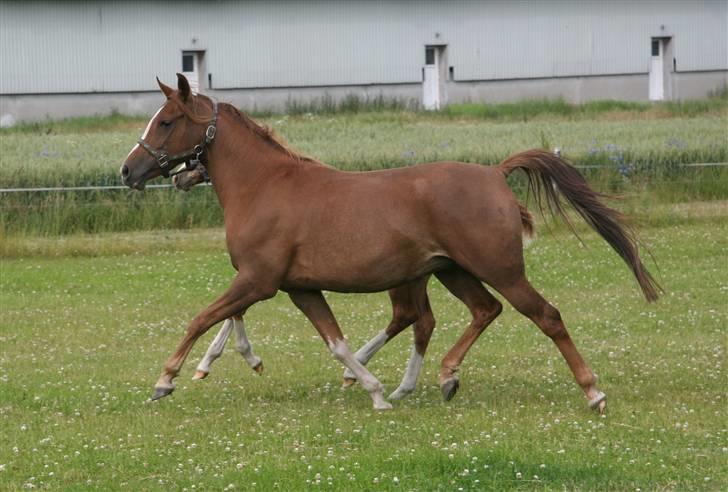 Arabisk fuldblod (OX) A/g's jet'aime ox - Jet´aime,  05.02.08,bliver lige mønstret af Pernille. billede 3