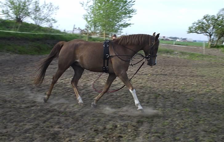 Arabisk fuldblod (OX) A/g's jet'aime ox - Jet´aime,05.05.08 billede 4