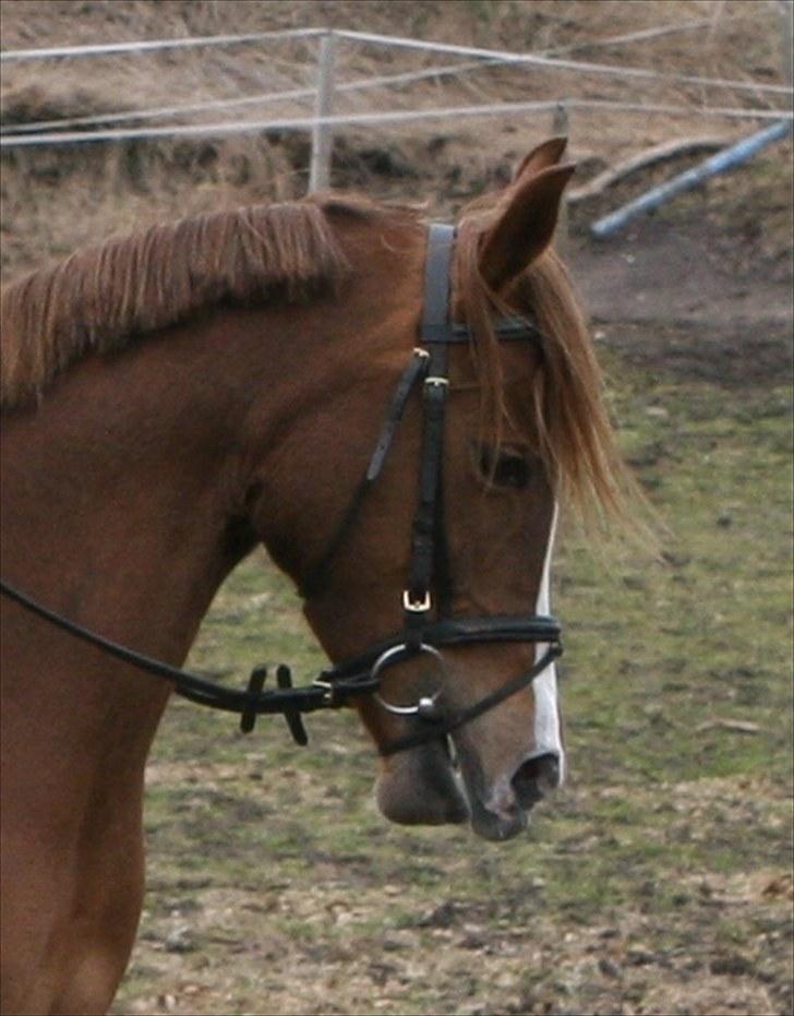 Arabisk fuldblod (OX) A/g's jet'aime ox - Jet´aime, april 2010 billede 5