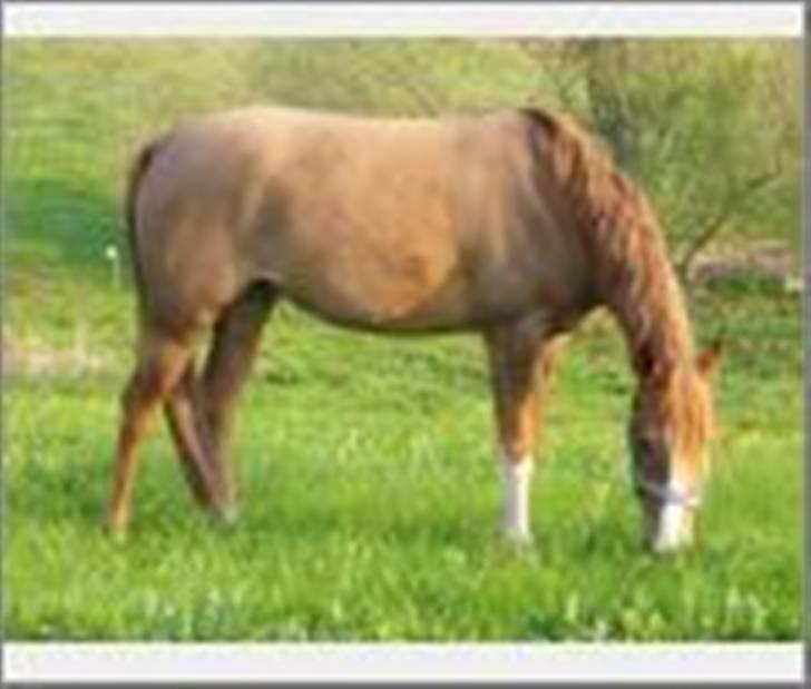 Arabisk fuldblod (OX) A/g's jet'aime ox - Jet´aime, sommer 2007 billede 6