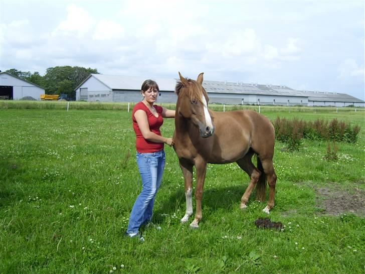 Arabisk fuldblod (OX) A/g's jet'aime ox - Jet´aime og Pernille hygger sig, 05.07.08 billede 7