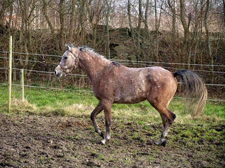 Sportsaraber (A) Moondancer - undskyld de meget ensformlige kedelige billder, der kommer nye hurtigst muligt.  billede 2