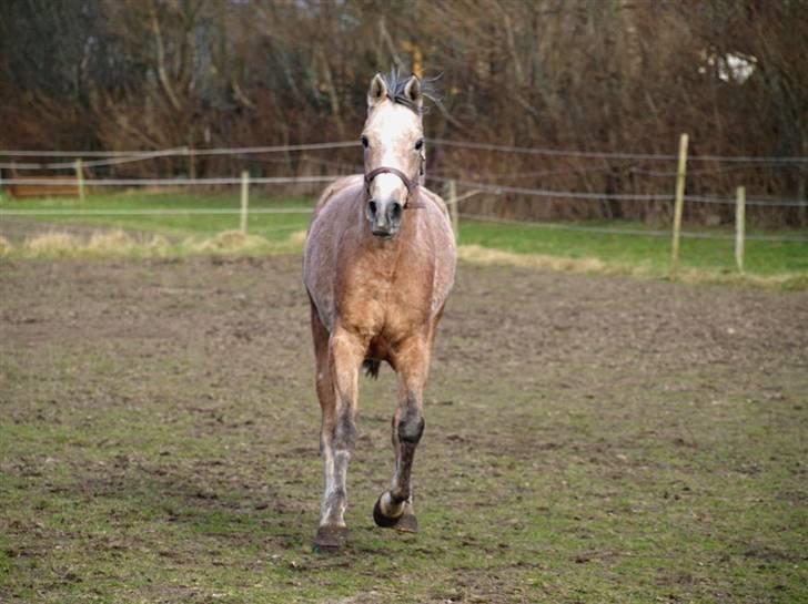 Sportsaraber (A) Moondancer - undskyld de meget ensformlige kedelige billder, der kommer nye hurtigst muligt.  billede 6